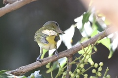 Vireo flavoviridis