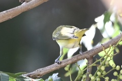 Vireo flavoviridis