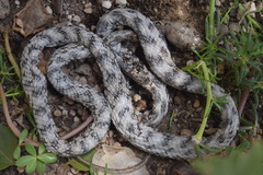 Telescopus rhinopoma