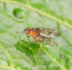 Helinomydaea