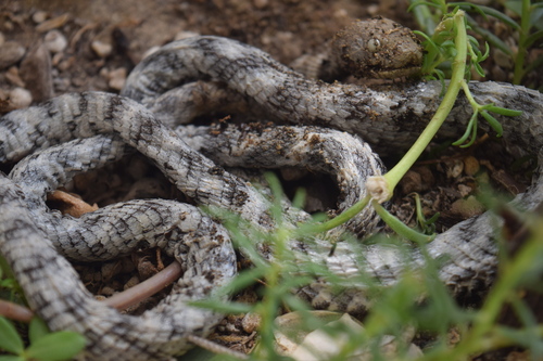 Photo of a Indian Desert Tiger Snake (Telescopus rhinopoma)