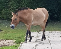 Equus ferus przewalskii
