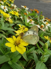 Colias poliographus