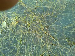 Pilularia globulifera