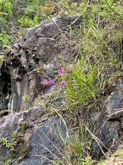 Bletilla striata