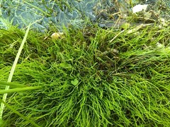 Pilularia globulifera