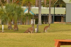Macropus fuliginosus