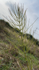 Equisetum