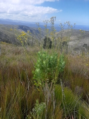 Osteospermum junceum