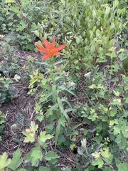 Lilium concolor partheneion