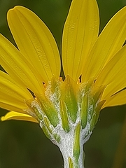 Osteospermum junceum