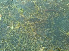 Pilularia globulifera