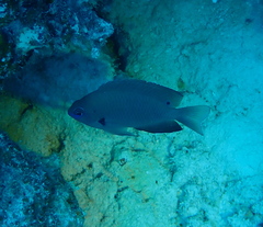 Pomacentrus microspilus