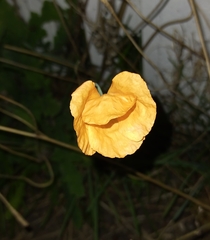 Papaveraceae