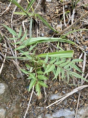 Zanthoxylum ailanthoides