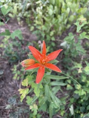 Lilium concolor partheneion