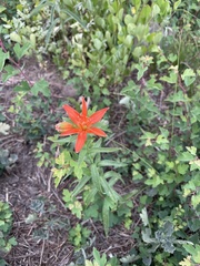 Lilium concolor partheneion