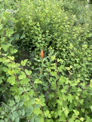 Lilium concolor partheneion