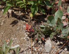 Castilleja arachnoidea