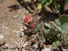 Castilleja arachnoidea