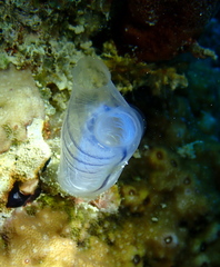 Rhopalaea circula