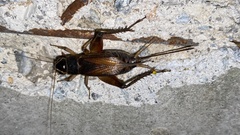 Teleogryllus emma