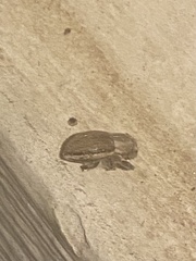 Naupactus peregrinus