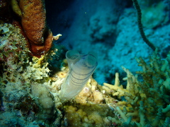 Rhopalaea circula