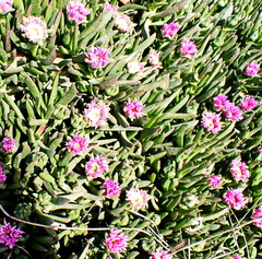 Carpobrotus mellei