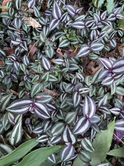 Tradescantia zebrina