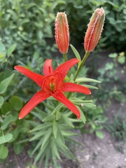 Lilium concolor partheneion