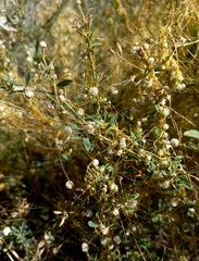 Cuscuta approximata