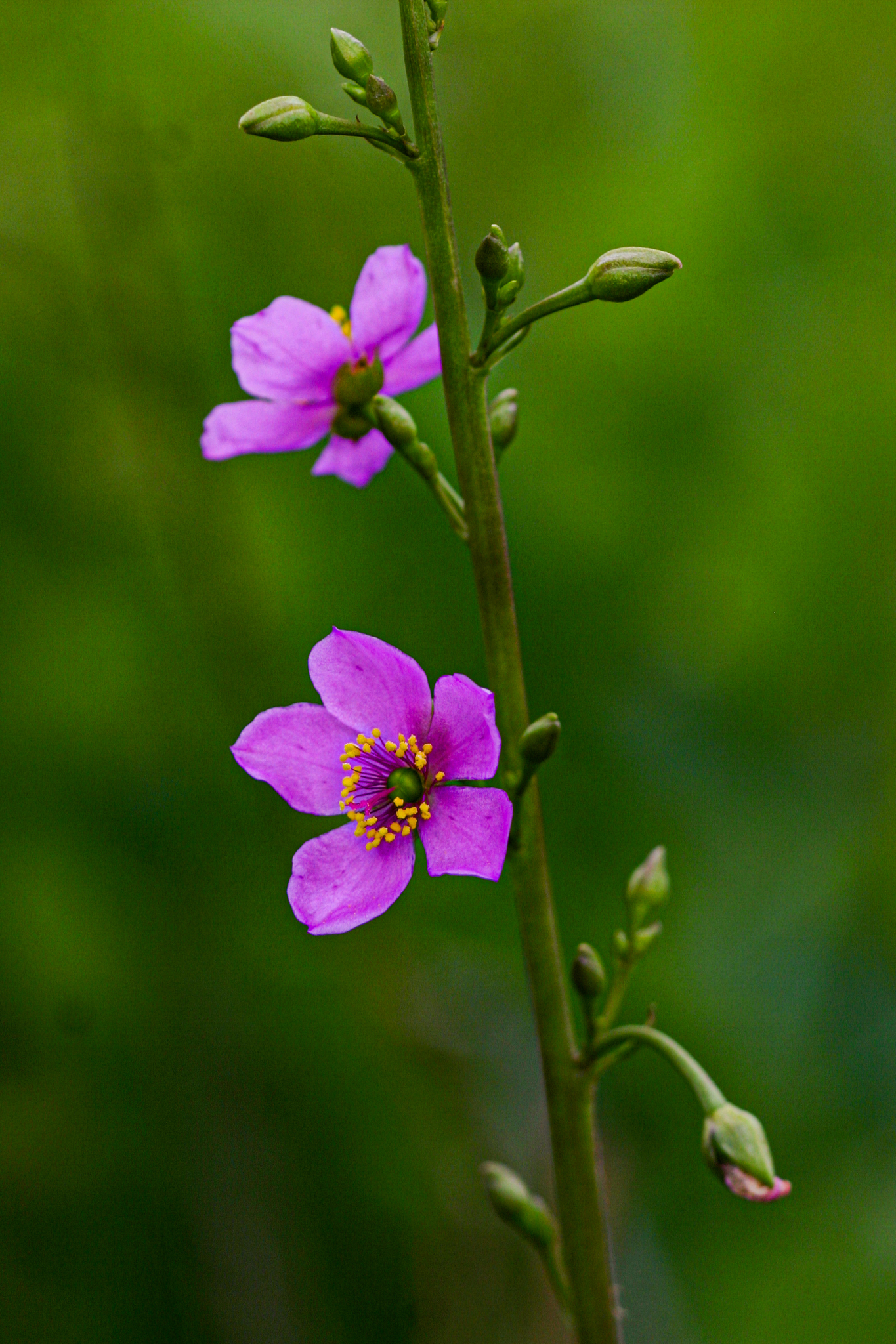 Talinum portulacifolium