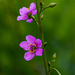 Talinum portulacifolium - Photo (c) Bart Wursten, some rights reserved (CC BY-NC), uploaded by Bart Wursten