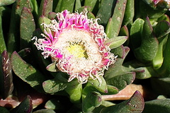 Carpobrotus mellei