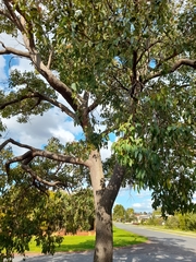 Corymbia calophylla