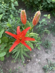 Lilium concolor partheneion