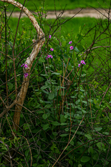 Talinum portulacifolium image