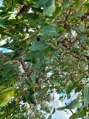 Corymbia calophylla