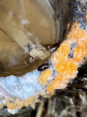 Glischrochilus rufiventris