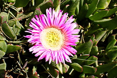 Carpobrotus mellei