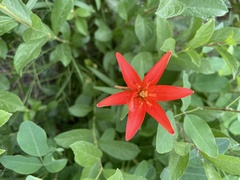 Lilium concolor partheneion