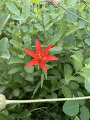 Lilium concolor partheneion