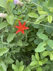 Lilium concolor partheneion