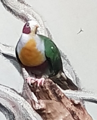 Ptilinopus occipitalis