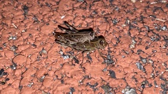 Shirakiacris shirakii