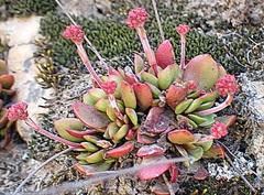 Crassula nudicaulis