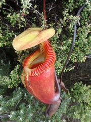 Nepenthes villosa