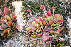 Crassula nudicaulis