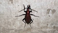 Carabus smaragdinus